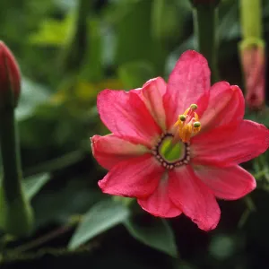 Passiflora mixta