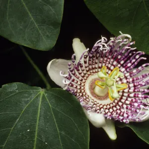 Passiflora