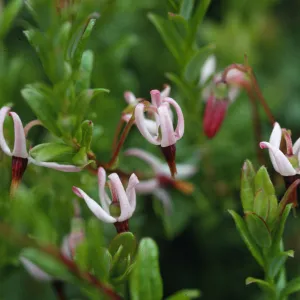Vaccinium macrocarpon
