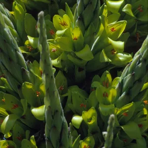 Puya chilensis
