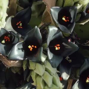Puya berteroniana
