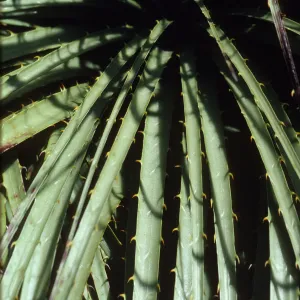 Puya berteroniana