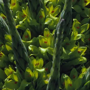Puya chilensis