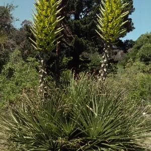 Puya chilensis
