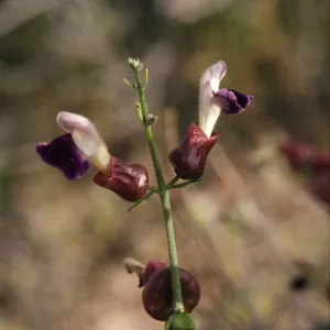 Salazaria