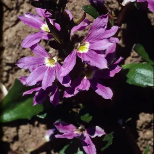 Scaevola cenula