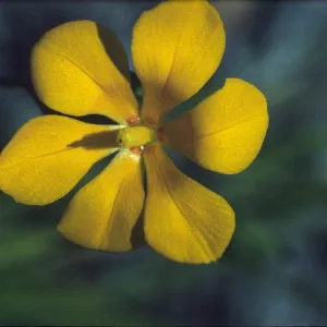 Solenomelus pedunculatus