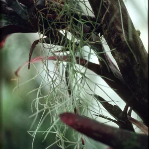 Tillandsia usneoides