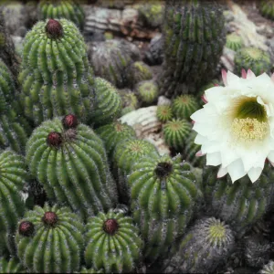 Trichocereus, Argentina