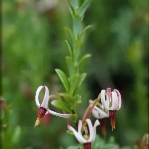 Vaccinium macrocarpon