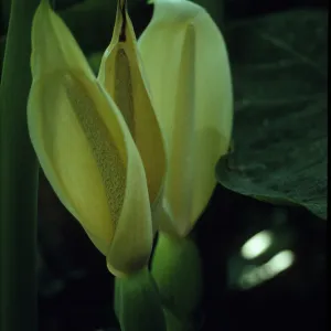 Xanthosoma