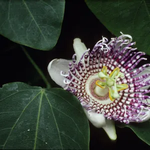 Passiflora