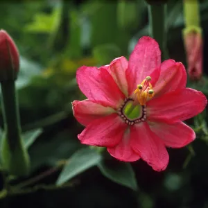 Passiflora mixta