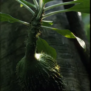 Myrmecodia platytyrea
