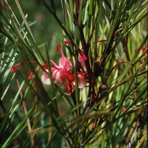 Grevillea banksii