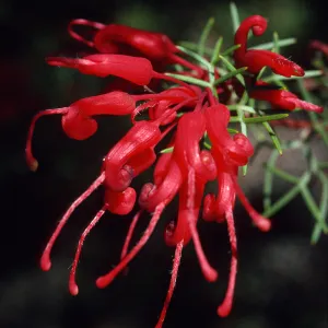 Grevillea wilsonii