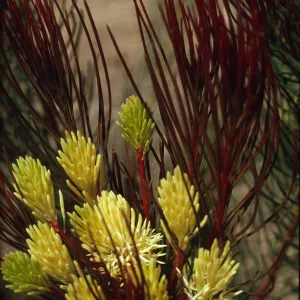 Hakea