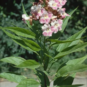 x Chitalpa tashkentensis