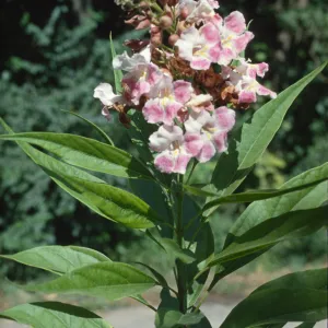  x Chitalpa tashkentensis