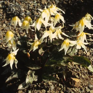 Erythronium multiscapideum