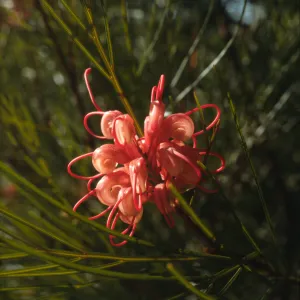 Grevillea longistyla