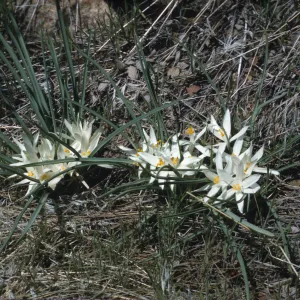 Leucocrinum montanum