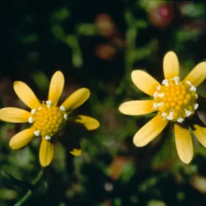 Blennosperma