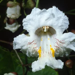 Catalpa bignonioides