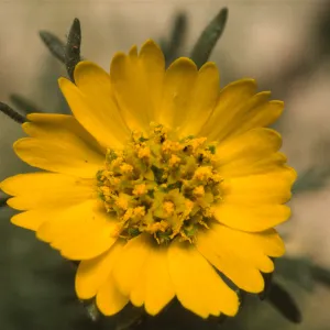 Deinandra increscens