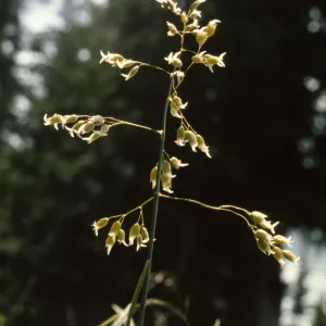 Hierochloe odorata