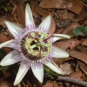 Passiflora