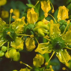 Ruta graveolens