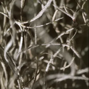 Tillandsia usneoides