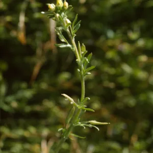 Tropidocarpum
