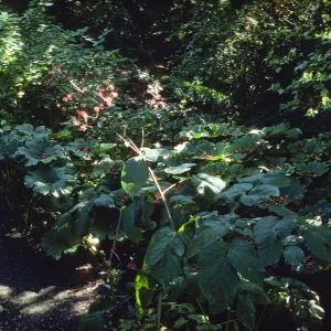 Aralia