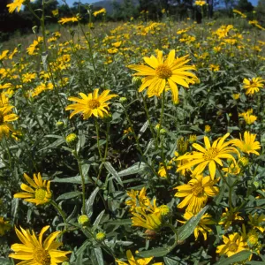 Helianthus flowers