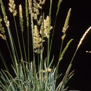 Koeleria cristata