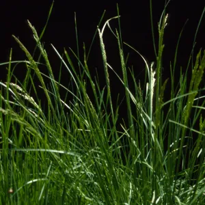 Agrostis exarata