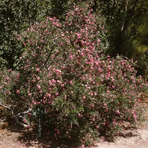 A bush laden with pink flowers grows on the side of a dirt path. 