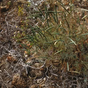 Eschscholzia in fruit, Santa Barbara Island