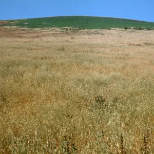Santa Barbara Island, East Slope