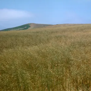 field of Avena fatua, Santa Barbara Island, East Terrace