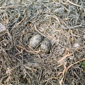 gull eggs in nest, west side of Santa Barbara Island