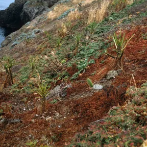 Santa Barbara Island