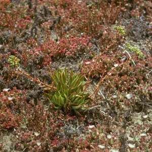 Santa Barbara Island, Cove
