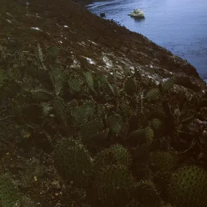 Santa Barbara Island looking toward Arch Point