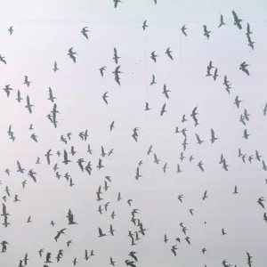 giant squadron of Pelicans flying over West Point, Santa Cruz Island