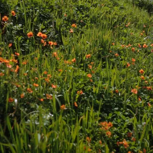 plants on San Miguel Island, Willow Canyon