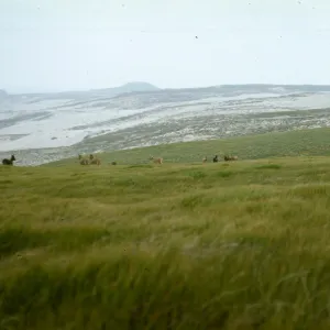 Burros on San Miguel Island