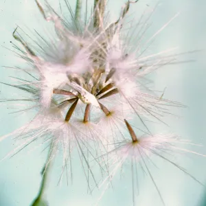Hypochaeris glabra